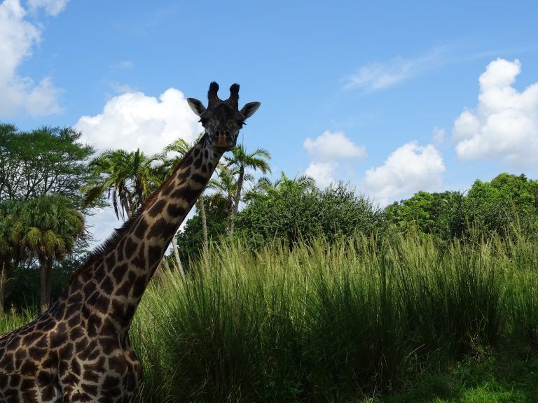 animal kingdom en walt disney world