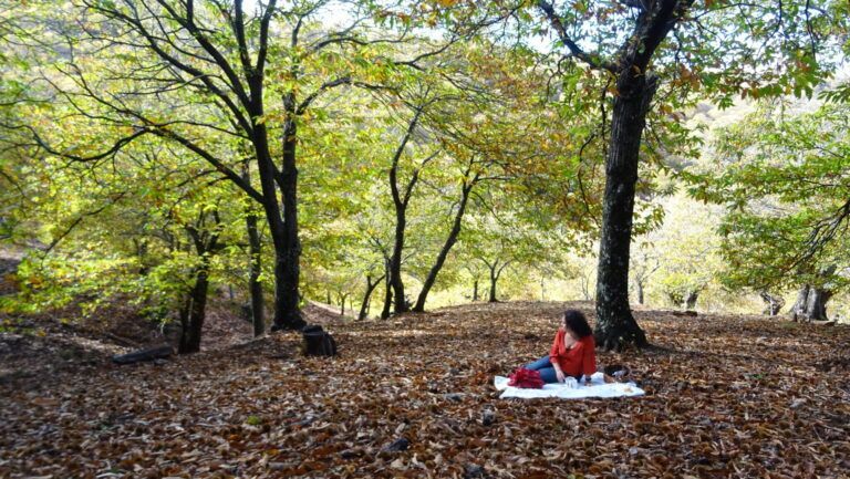 BOSQUE DEL COBRE
