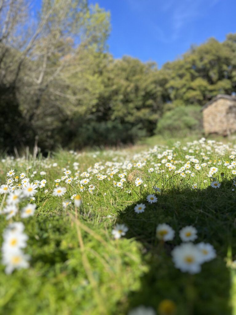 las cabañas de la sauceda